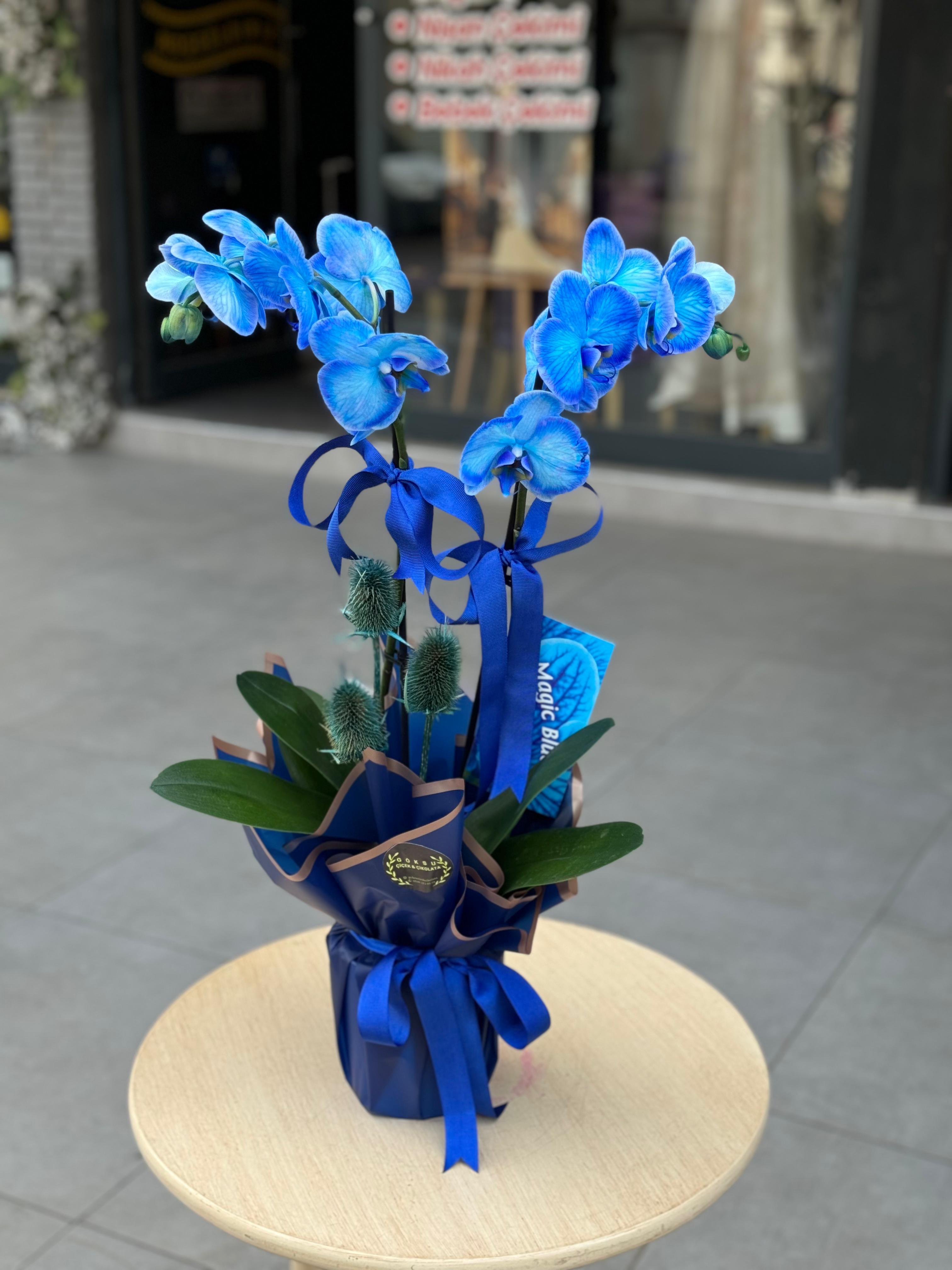 ÇİFT DALLI MAVİ İTHAL ORKİDE